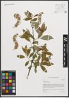 Foto von Salix petiolaris Sm.